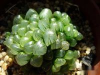 几款既便宜又好养又好看的多肉植物