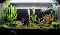 什么是食虫植物：具有捕食昆虫能力的植物称之为食虫植物