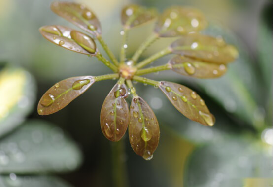 鹅掌木有什么风水寓意?有关鹅掌木的这四大风水寓意你都知道吗？ 第3张