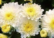 市花是什么？部分省市的市花介绍