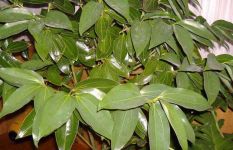 平安树叶子下垂干枯怎么办？平安树叶子发黄是怎么回事？