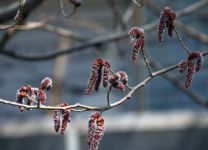 白杨树会开花吗 在什么时候开花