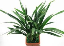 花草什么时候换盆合适