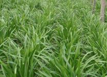 韭菜怎样种植能又粗又大 怎么让韭菜越长越粗