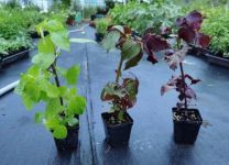 紫苏冬天会死吗 冬天会不会枯萎冻死