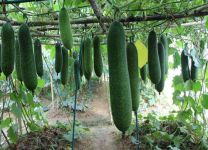 节瓜种植时间和方法