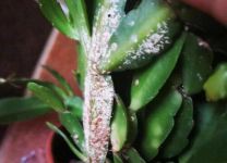 蟹爪兰介壳虫用什么药管用