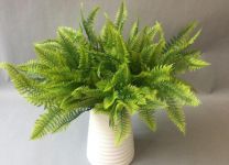 排骨草又叫什么名称