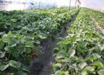 草莓耐阴吗 是耐阴植物吗