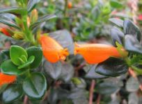 金鱼吊兰的园林用途