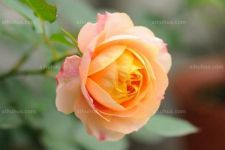 微型月季的作用用途