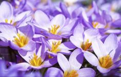 紫番红花的生态习性