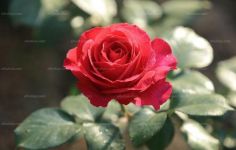 月季的繁殖方式