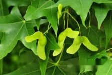 [认识元宝枫]元宝枫知多少