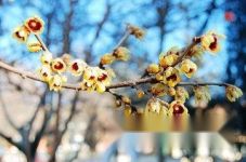 [腊梅花期]腊梅什么时候开花
