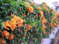 炮仗花什么时候开花-[炮仗花花期]