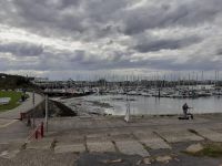 怎样使盆菊在春节开花